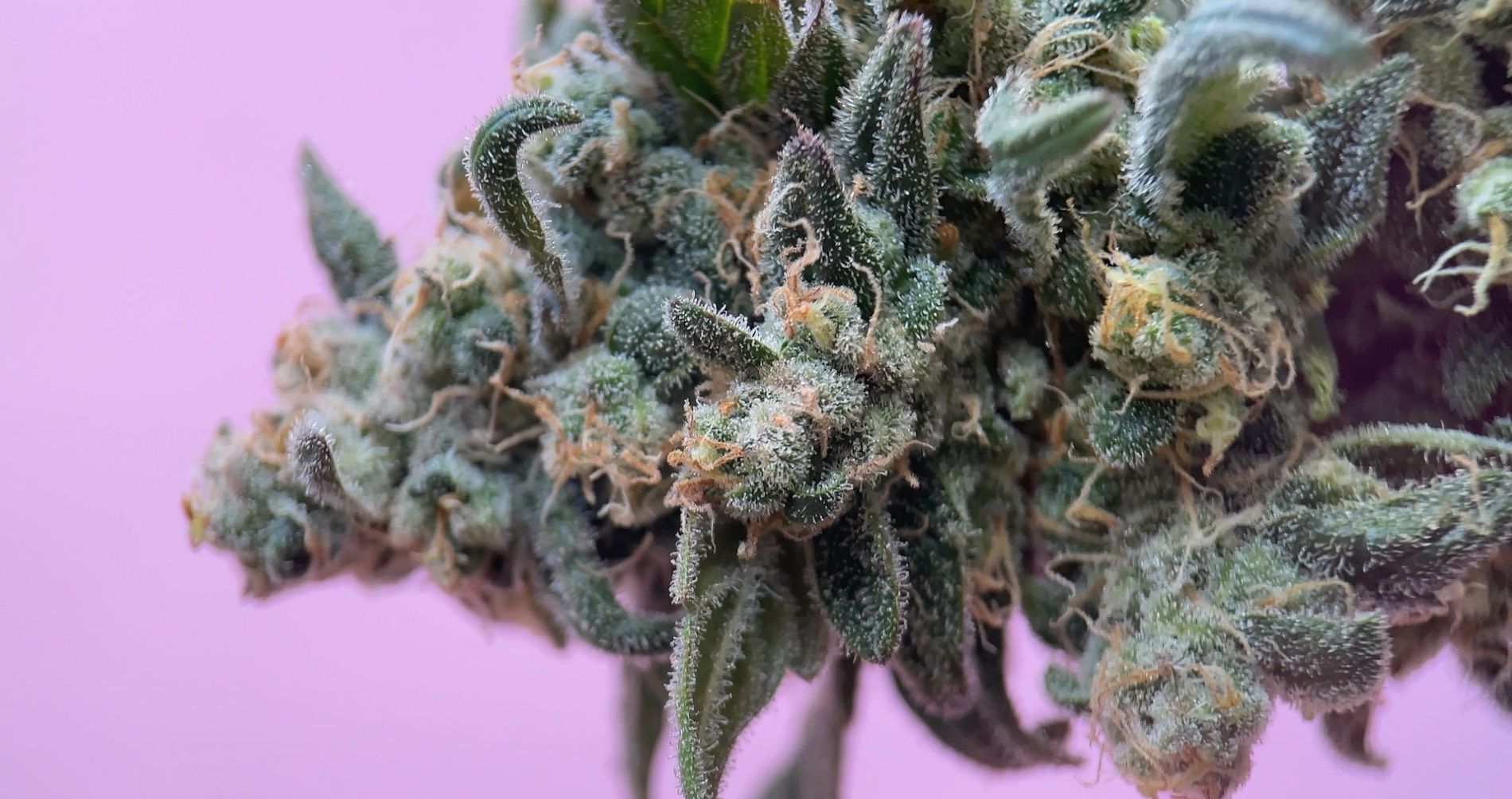 Fumare cannabis aumenta il rischio di infarto e ictus